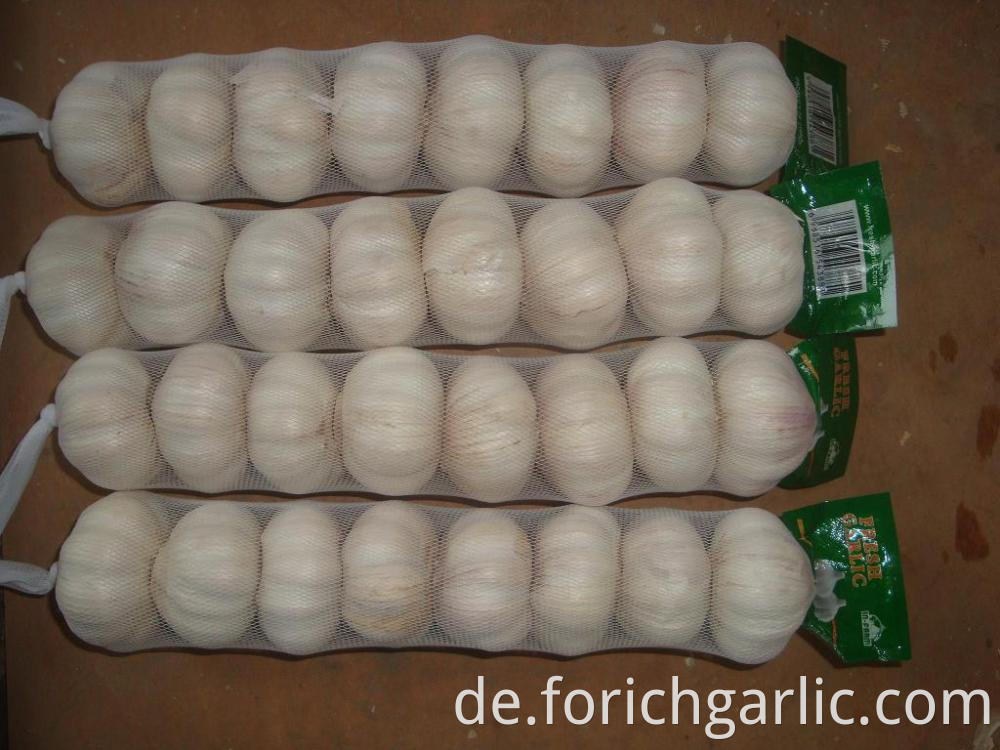 Normal White Garlic